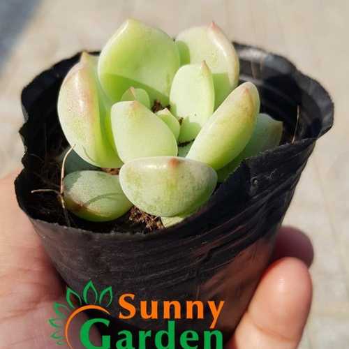Sen Đá Má Hồng