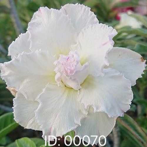 Grafted Adenium with Vietnamese Name: Băng Tâm - ID: 00070