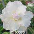Grafted Adenium with Vietnamese Name: Băng Tâm - ID: 00070