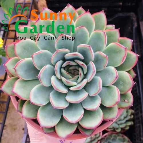 Sen Đá Size Lớn, Đường Kính Chậu 15cm - Shop Chọn Giao Ngẫu Nhiên
