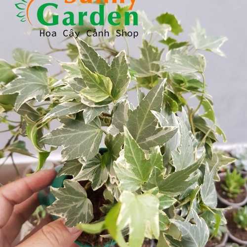 Dây Thường Xuân - Cây Cảnh Chậu Nhỏ