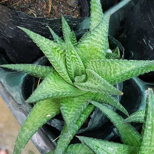 Sen Đá Móng Rồng Xoáy
