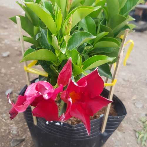 Cây Hồng Anh Đỏ
