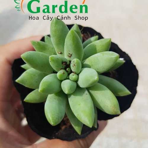 Sen Đá Thược Dược