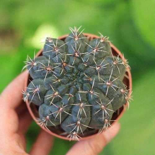 Xương Rồng Thần Long Nụ Hoa ( 9 - 10cm)