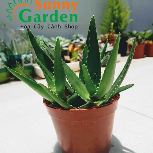Cây Nha Đam Để Bàn Nhỏ Chậu Nhựa