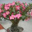 Adenium Somalense Seeds - Id: S0001