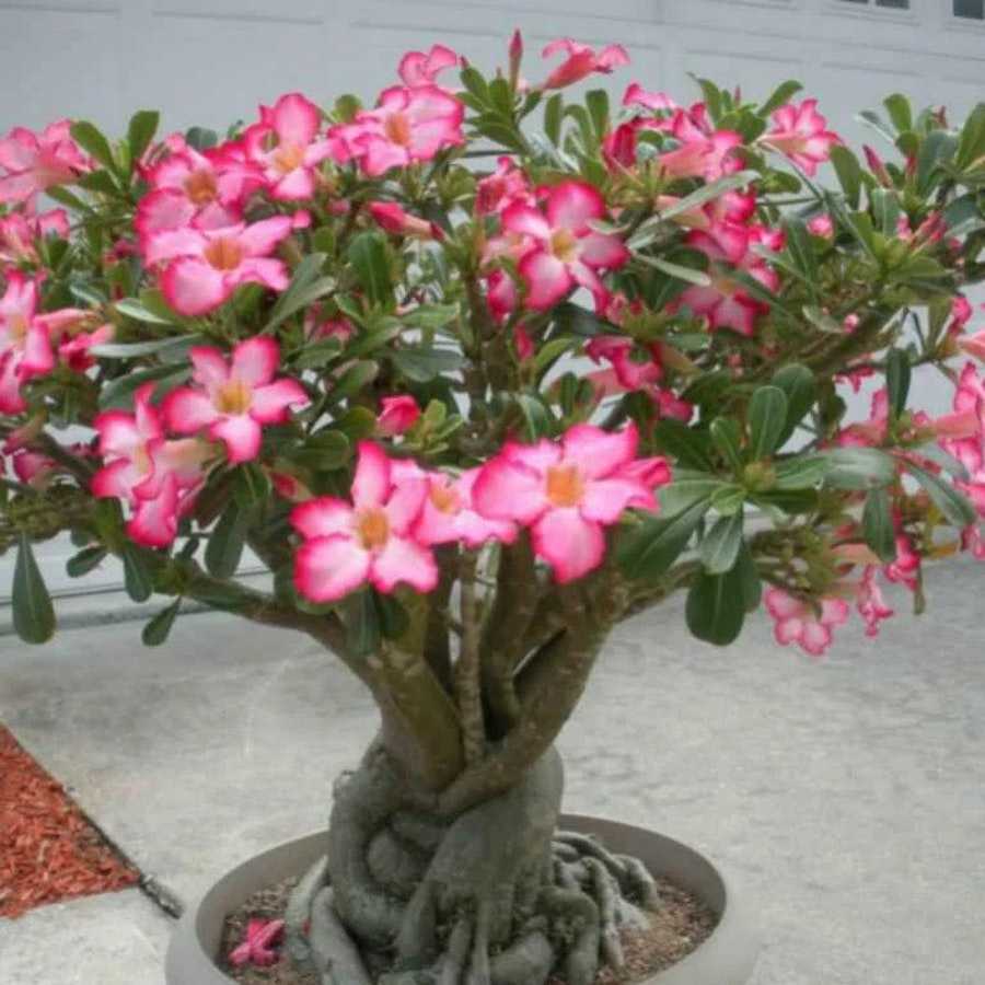 Adenium Somalense Seeds - Id: S0001 with germination rate of seeds ...