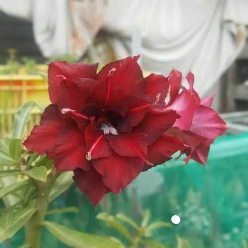 Grafted Adenium with Vietnamese name: Mỹ Linh 14 - ID: 00237