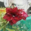 Grafted Adenium with Vietnamese name: Mỹ Linh 14 - ID: 00237