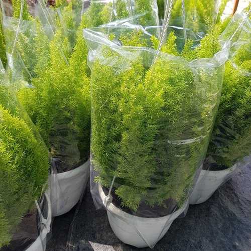 Cây Chồn 9 Đuôi - Chậu Cây Cảnh Treo