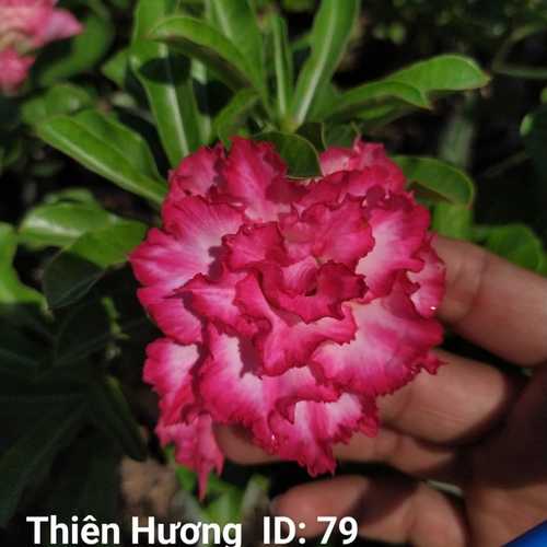 Grafted Adenium with Vietnamese Name: Thiên Hương - ID: 00079