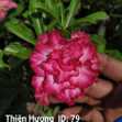 Grafted Adenium with Vietnamese Name: Thiên Hương - ID: 00079
