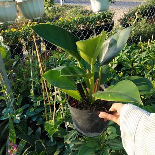 Trầu Bà Đế Vương Xanh Để Bàn - Chậu Cây Cảnh