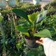 Trầu Bà Đế Vương Xanh Để Bàn - Chậu Cây Cảnh