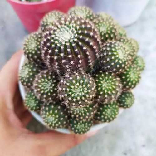 Xương Rồng Lobi Tím Chùm