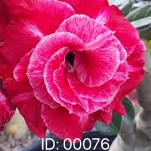 Grafted Adenium with Vietnamese Name: Vĩnh Lộc 5 - ID: 00076