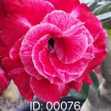 Grafted Adenium with Vietnamese Name: Vĩnh Lộc 5 - ID: 00076