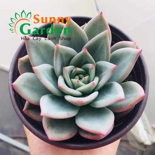 Sen Đá Đế Vương Kim Lang - Chậu Trung