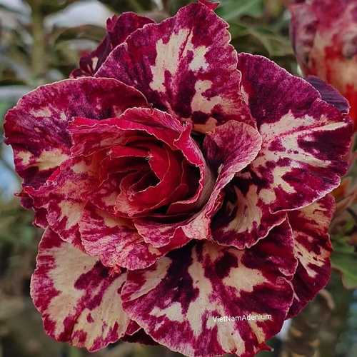 Grafted Adenium with Vietnamese name: Mộng Cầm - ID: 00166