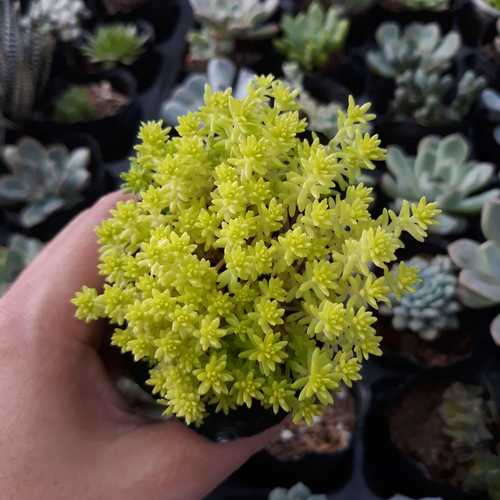 Sen Đá Sedum Cơm Vàng, Xanh