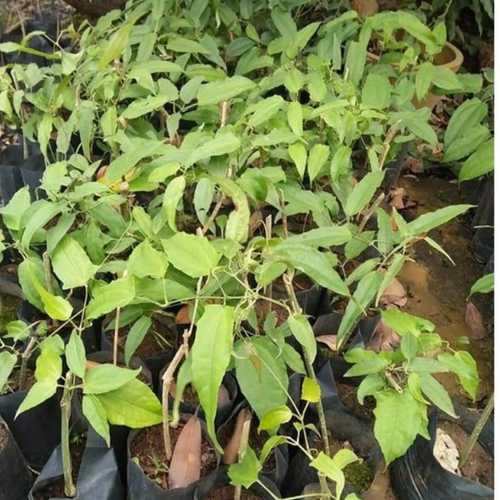 Cây Giống Hoa Leo Móng Cọp
