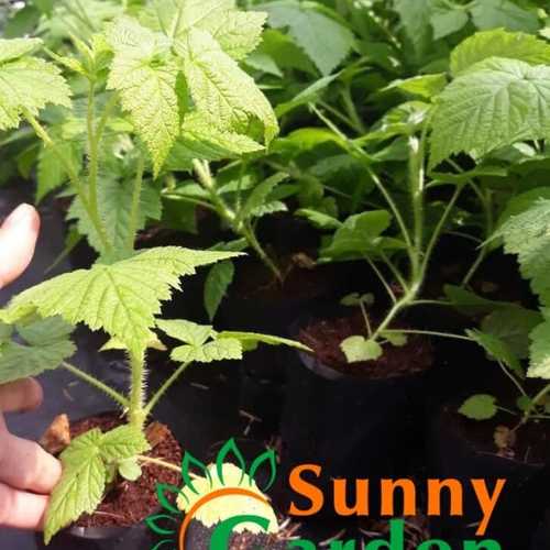 Cây Phúc Bồn Tử (Mâm Xôi) Trái Đỏ - Vàng