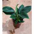 Trầu Bà Đế Vương Xanh Để Bàn - Chậu Cây Cảnh