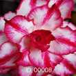 Grafted Adenium with Vietnamese Name: Đại Hoàng Duy - ID: 00008
