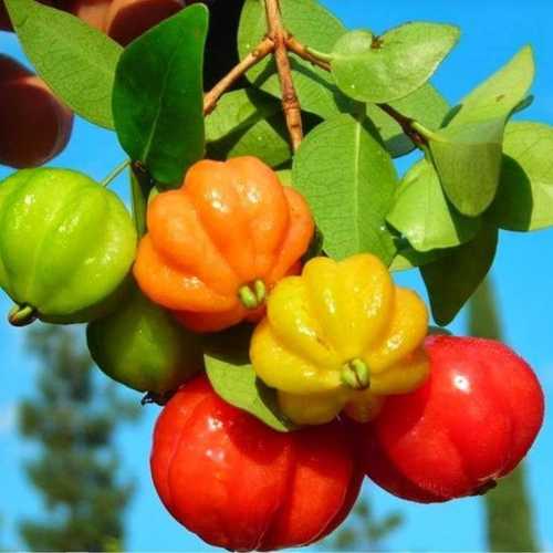 Cây Giống Cherry Surinam (Cherry Khía)