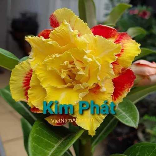 Grafted Adenium with Vietnamese name: Kim Phát - ID: 00229