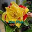 Grafted Adenium with Vietnamese name: Kim Phát - ID: 00229