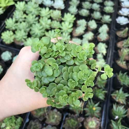 Sen Đá Sedum Vảy Cá Xanh