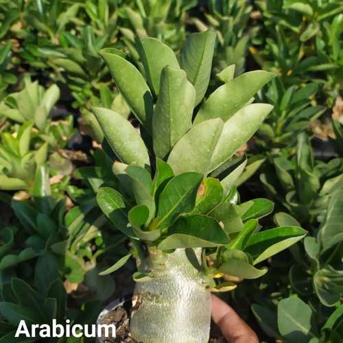 Grafted Adenium with English Name: Arabicum Caudex - ID: 00131