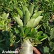 Grafted Adenium with English Name: Arabicum Caudex - ID: 00131