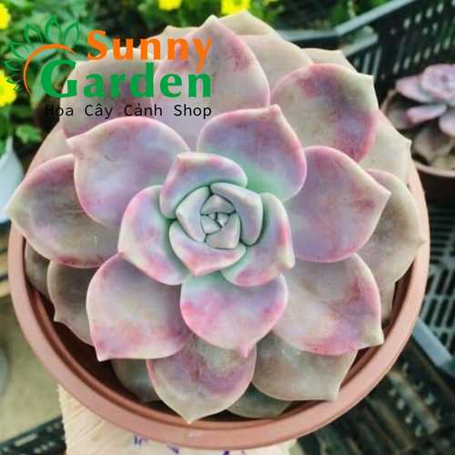Sen Đá Size Lớn, Đường Kính Chậu 15cm - Shop Chọn Giao Ngẫu Nhiên