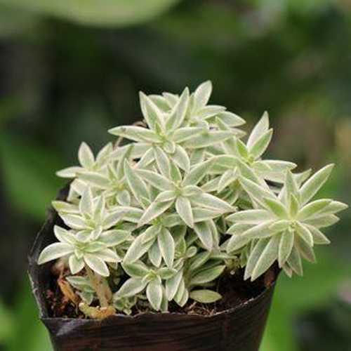 Sen Đá Sedum Cỏ Trắng