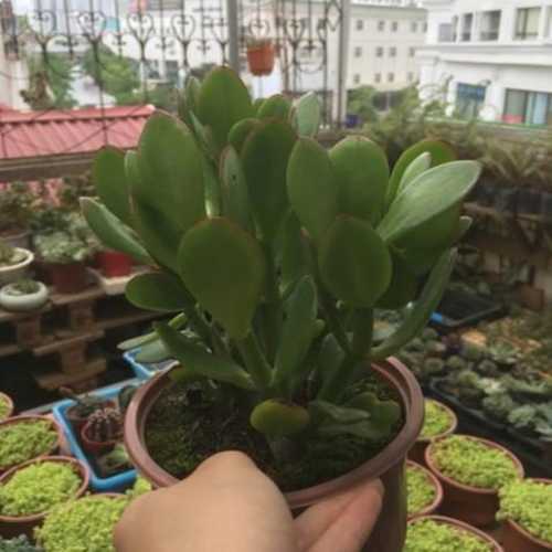 Sen Đá Thạch Bích - Chậu Lớn