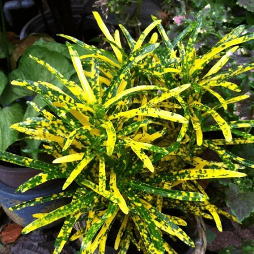 Cây Croton Lá Xoắn - Cây Phong Thuỷ