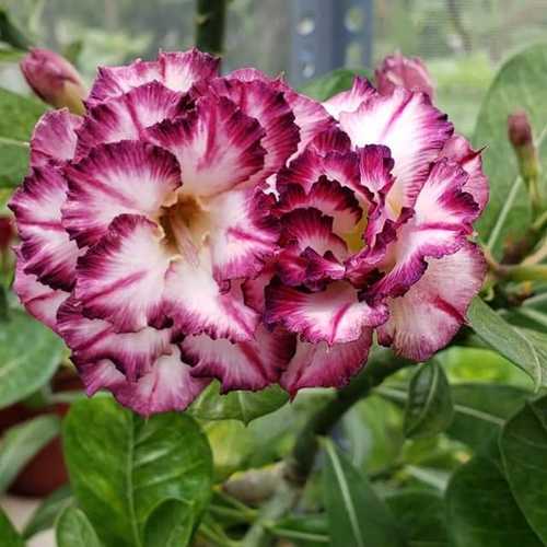 Grafted Adenium with Vietnamese Name: ID: 310 - Purpel Dimond