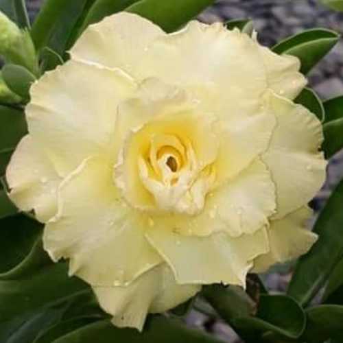 Grafted Adenium with Vietnamese name: Hoàng Tiên Hương (Fragrant Flowers) - ID: 00179