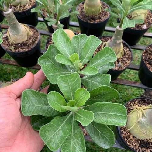 Sứ Một Cốt, Cao 20-30cm - Cây Sứ Thái, Cây Chơi Củ