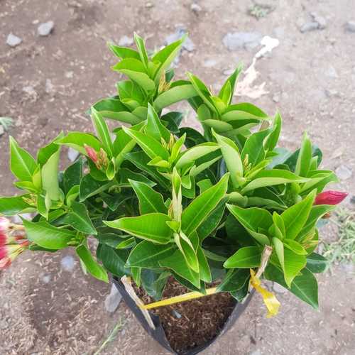 Cây Hồng Anh Đỏ