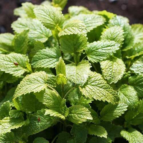 Bạc Hà Chanh Sả (Lemon Balm) - Chậu Rau Gia Vị