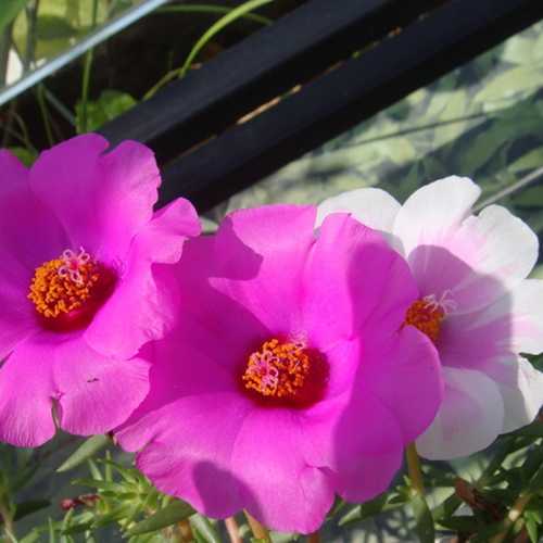 Hoa Mười Giờ Cánh Đơn Lá Nhỏ