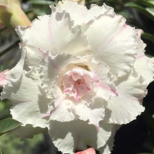 Grafted Adenium with Vietnamese Name: ID: 295 - Tuyết Châu