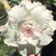 Grafted Adenium with Vietnamese Name: ID: 295 - Tuyết Châu