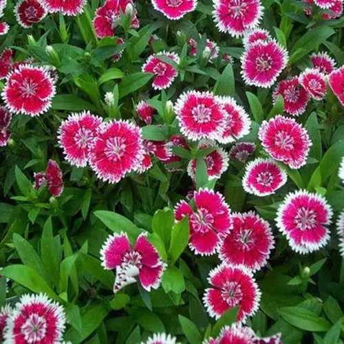 Cẩm Chướng (Cẩm Nhung) - Chậu Hoa Treo