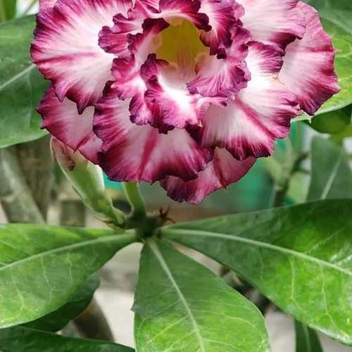 Grafted Adenium with Vietnamese Name: ID: 310 - Purpel Dimond