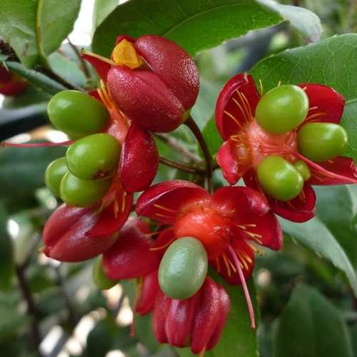 Mai Tứ Quý - Cây Cảnh Giống